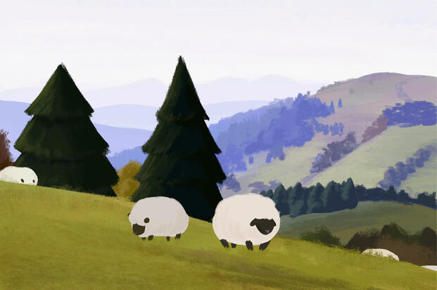 Environment Study - Sheeps Grazing